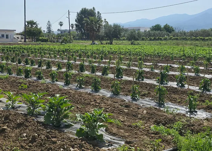 Ilios K Village מלון דירות