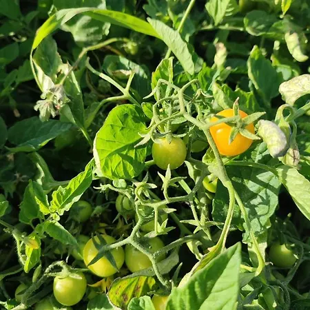 Ilios K Village Tigaki