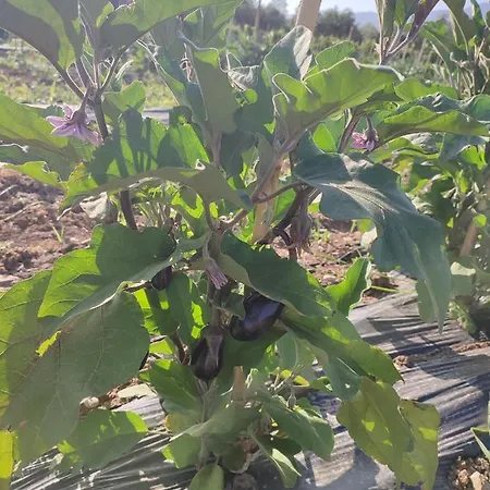 Ilios K Village Tigaki