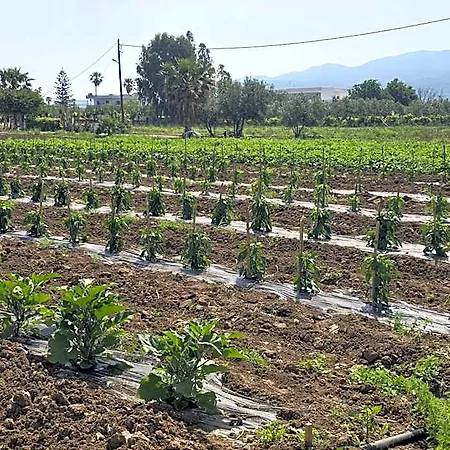 Ilios K Village 4* Tigaki