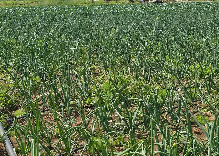 Ilios K Village 4* Tigaki