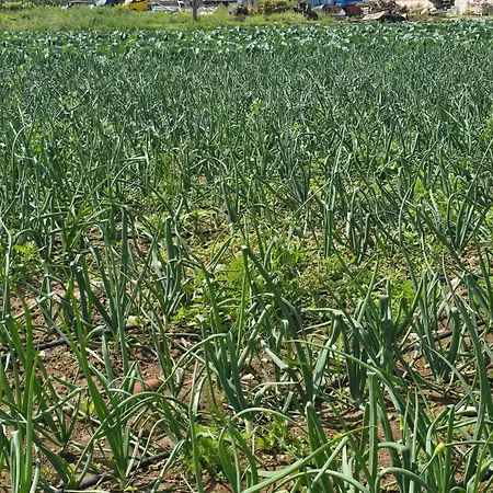 Ilios K Village 4* Tigaki