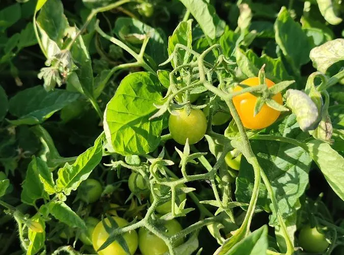 Ilios K Village Tigkaki (Kos)