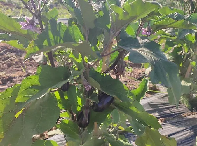 Ilios K Village Tigkaki (Kos)